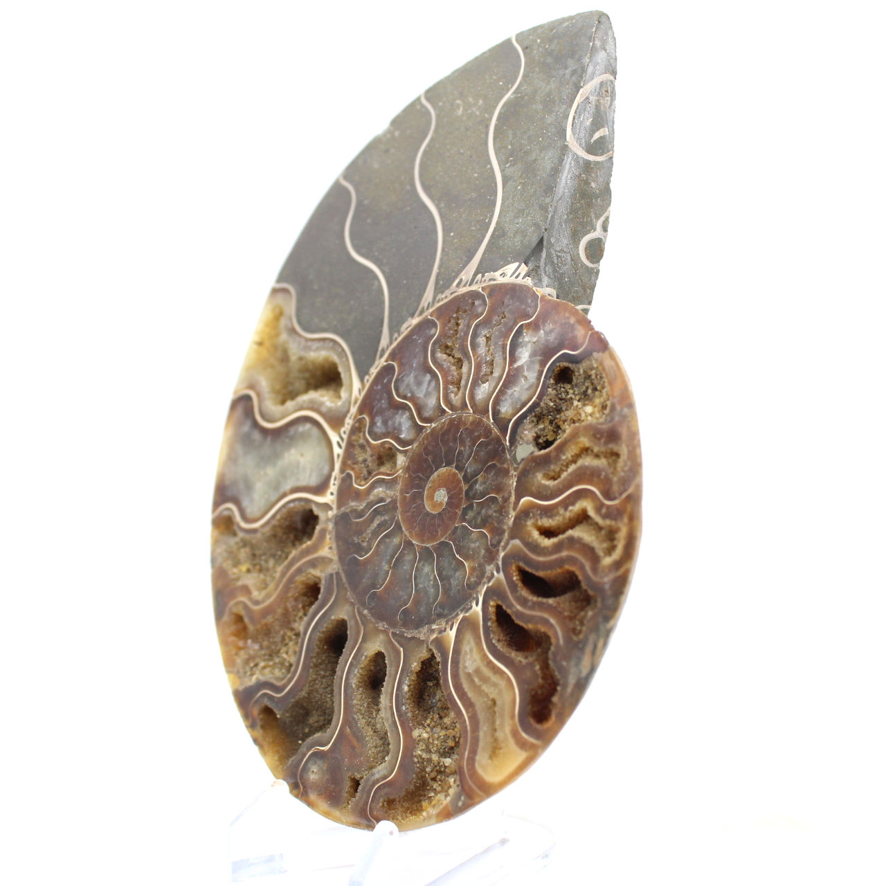 Amonita fossilizada serrada – Autenticidade para entusiastas de pedras